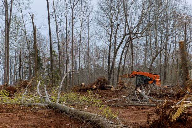 How Our Tree Care Process Works  in  Fulton, MD